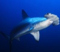 Hammerhead
